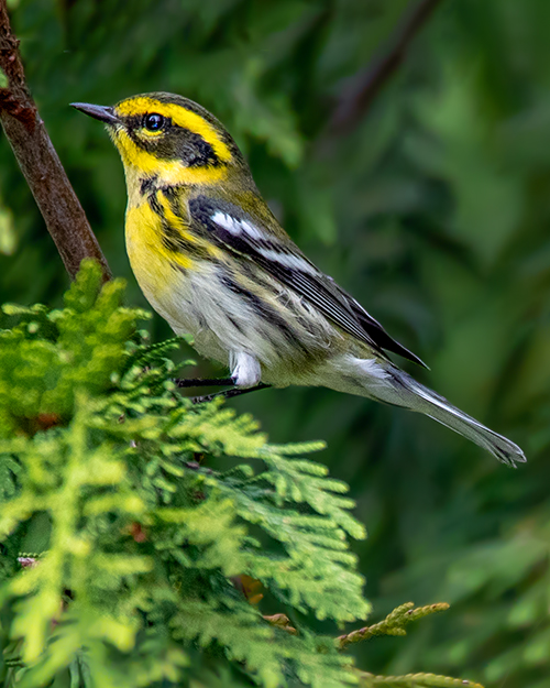 Black-throated Gray Warbler